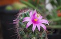 Small green tree with cute purple flowers cactus. Royalty Free Stock Photo