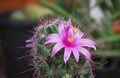 Small green tree with cute purple flowers cactus.