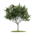 Small Green Tree 3D Render Isolated on White on transparent background Royalty Free Stock Photo