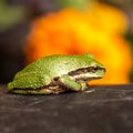 Small green tree frog with bright background. Royalty Free Stock Photo