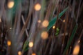 Small green tree frog resting between reed stalks with sunlight bokeh