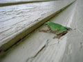 Small green tree frog Royalty Free Stock Photo