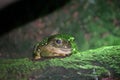 A small green tree frog Royalty Free Stock Photo