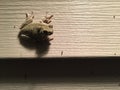 Small green tree frog on wall near porch light hunting insects Royalty Free Stock Photo