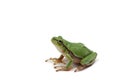 Small green tree frog Royalty Free Stock Photo