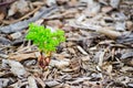 Small green tree growing on Pieces of brown wood, tree bark mulch surface. Royalty Free Stock Photo