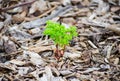 Small green tree growing on Pieces of brown wood, tree bark mulch surface. Royalty Free Stock Photo