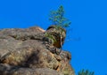 Small green tree grows on large textured stone rock covered with red orange moss. Bottom view. Natural Park Krasnoyarsk Pillars Royalty Free Stock Photo