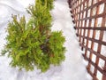 A small green tree grows beside a sturdy wooden fence in a rural setting in winter day. Small Green Tree Next to Wooden Royalty Free Stock Photo