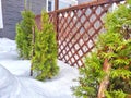 A small green tree grows beside a sturdy wooden fence in a rural setting in winter day. Small Green Tree Next to Wooden Royalty Free Stock Photo