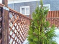 A small green tree grows beside a sturdy wooden fence in a rural setting in winter day. Small Green Tree Next to Wooden Royalty Free Stock Photo