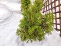 A small green tree grows beside a sturdy wooden fence in a rural setting in winter day. Small Green Tree Next to Wooden Royalty Free Stock Photo