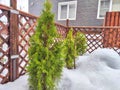 A small green tree grows beside a sturdy wooden fence in a rural setting in winter day. Small Green Tree Next to Wooden Royalty Free Stock Photo