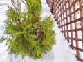 A small green tree grows beside a sturdy wooden fence in a rural setting in winter day. Small Green Tree Next to Wooden