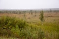 Small green trees of birch are growing in the meadow with blue sky above. Morning in the field with autumn fog and drops of water Royalty Free Stock Photo