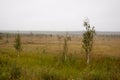 Small green trees of birch are growing in the meadow with blue sky above. Morning in the field with autumn fog and drops of water Royalty Free Stock Photo