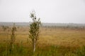 Small green trees of birch are growing in the meadow with blue sky above. Morning in the field with autumn fog and drops of water Royalty Free Stock Photo