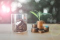 Small green trees grow on coins stacked and there is money in a glass jar that sits on a brown wooden table Royalty Free Stock Photo