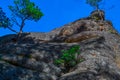 Small green trees grows on large textured stone rock covered with red orange moss. Bottom view. Natural Park Krasnoyarsk Pillars Royalty Free Stock Photo