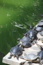 Small green turtles