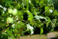 Small green unripe apples on a branch of an apple tree Royalty Free Stock Photo
