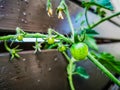 A small green unripe cherry tomato growing at home Royalty Free Stock Photo