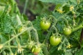 Small green unripe cherry tomatoes hanging on a thick vine with small yellow flowers, deep green leaves Royalty Free Stock Photo