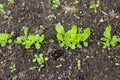 Small green vegetable seedlings in a european garden