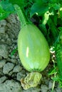 Small green verdant pumpkin growing in the garden