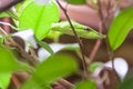 Small green vine snake, camouflaged Royalty Free Stock Photo