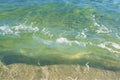 Small green waves near the shore of the ocean Royalty Free Stock Photo