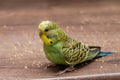 Small green wavy parrot eats millet on a wooden table Royalty Free Stock Photo