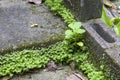 Small green weed on concrete stairs Royalty Free Stock Photo
