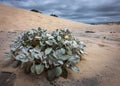 Small green weed plant growing in sand dunes in Hawks Nest, NSW, Australia Royalty Free Stock Photo