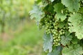 Small green wine grapes in vineyard with mildew on leaves Royalty Free Stock Photo