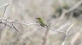 A small green and yellow bird, known as a Little Bee-eater, Merops pusillus, perched on a branch. In South Africa Royalty Free Stock Photo