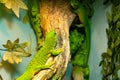 A small green and yellow Madagascar day gecko sit on the branch close-up. Reptile Phelsuma breathes under the bright sun