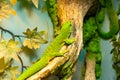 Small green and yellow Madagascar day gecko sit on the branch close-up. Reptile Phelsuma breathes under the bright sun