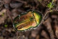 small rose chafer beetle (cetonia aurata) covered with tiny dewdrops in the middle of the forest Royalty Free Stock Photo