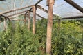 Small greenhouse with tomato plants