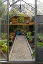 A small Greenhouse in typical dutch garden, with tomato, cucumber, pepper plants. With a wooden desk with diverse tools for