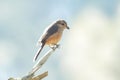 Small grey-backed shrike bird perched atop a lifeless twig of a tree
