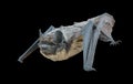 Small grey bat 2 Royalty Free Stock Photo