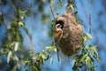 Cute little bird European penduline tit sits on the nest