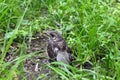 Small grey bird hiding among the grass