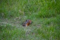 A small grey and brown ground squirrel popping its head out of a hole in a field of long grass. Royalty Free Stock Photo