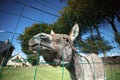 Small grey Donkey Royalty Free Stock Photo