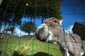 Small grey Donkey Royalty Free Stock Photo