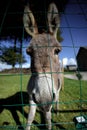 Small grey Donkey Royalty Free Stock Photo