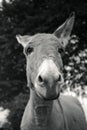 Small grey Donkey Royalty Free Stock Photo